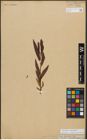 Foto von Salix triandra L. x Salix viminalis L.